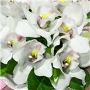 /fileuploads/Produtos/Bouquets e Ramos/thumb__Bouquet_de_Orquideas_02.jpg